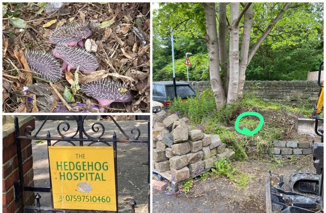 Composite image showing where family of hedgehogs was rescued in Manchester