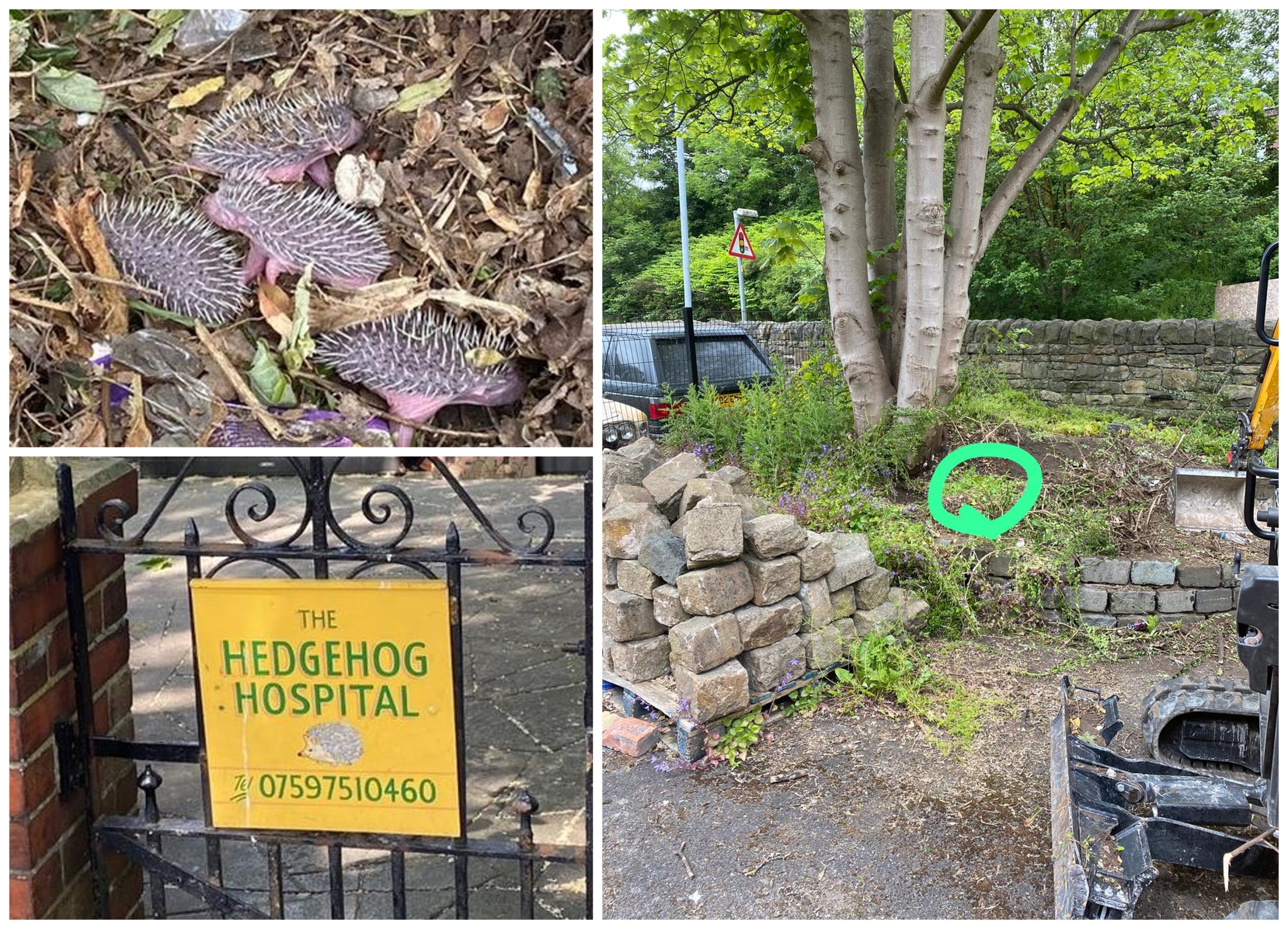 Composite image showing where family of hedgehogs was rescued in Manchester